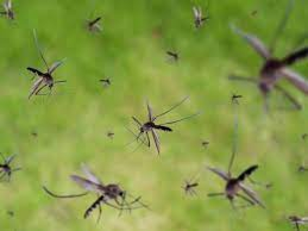 Realizan operativos territoriales para mitigar el avance del mosquito transmisor de la encefaliitis