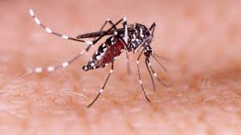 Dengue preocupante  el aumento de casos