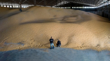 La Aduana detectó "cerealeras truchas" que no ingresaron divisas al país
