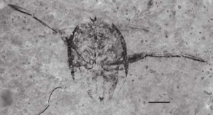 Hallan restos de insectos que vivieron hace 110 millones de años en San Luis