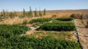 Reutilizan agua cloacal tratada para hacer riego de árboles y cultivos forrajeros