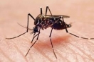 El Dengue golpea Quines: relatos de dolor y desamparo