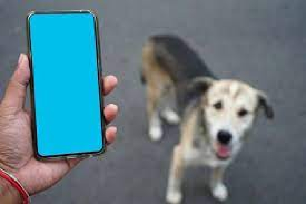Inventan el &#039;DogPhone&#039;, un dispositivo con el que las mascotas pueden llamar a sus dueños
