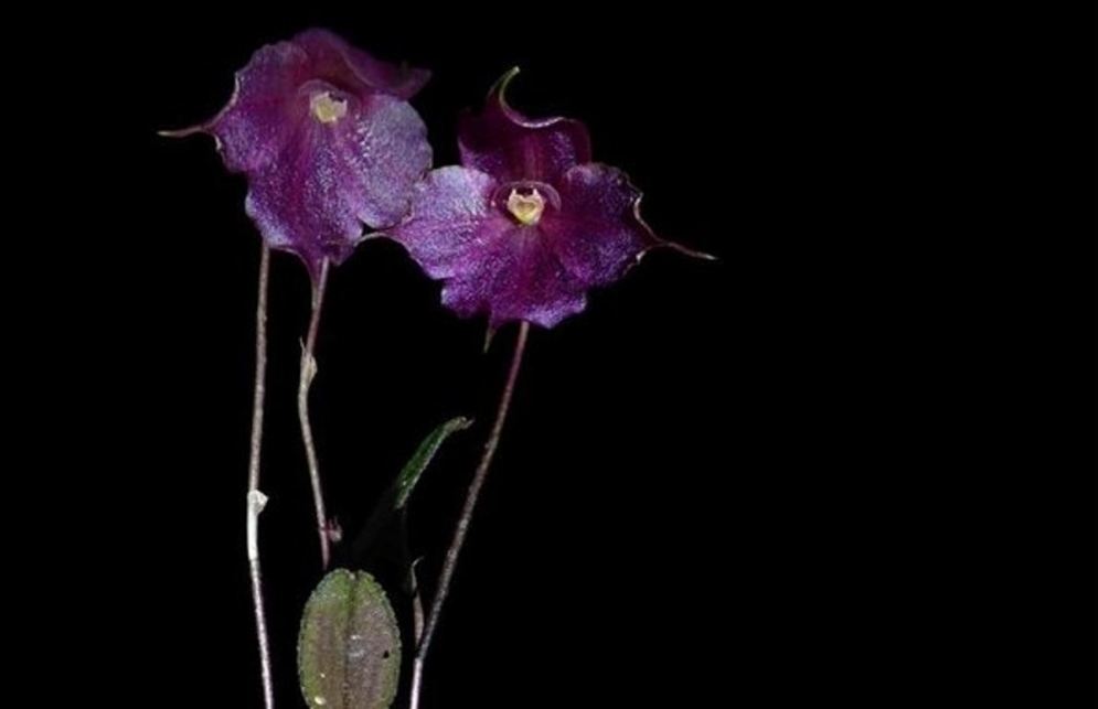 Descubren una nueva especie de orquídea en la altura de la selva amazónica de Perú