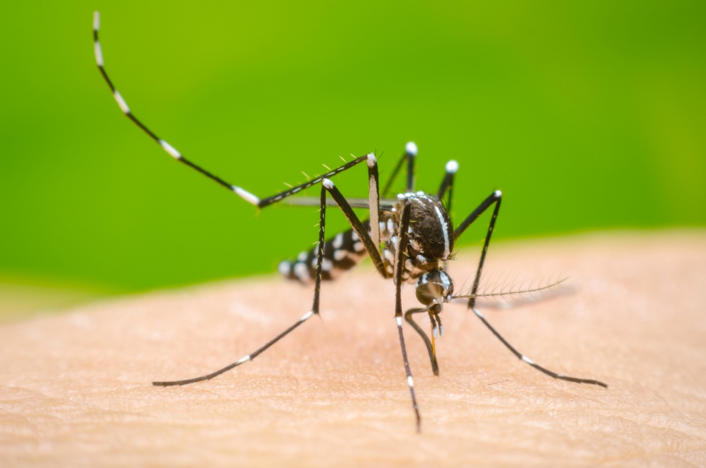 El cambio climático y el brote histórico de Dengue
