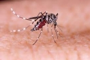 Preocupación por el aumento de casos de dengue en la provincia