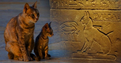 Historia de un mito: el retorno de los gatos (1ª parte)
