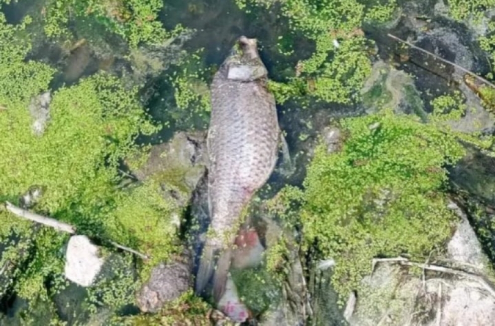 Concarán: preocupación por la aparición de peces muertos en el río Conlara