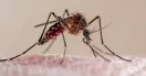Una mujer de 37 años en Villa Mercedes es la tercera víctima fatal del dengue