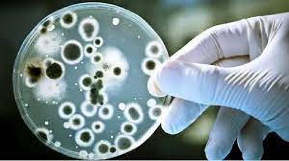 Salud investiga las causas del aumento de casos y muertes por el Streptococcus del grupo A