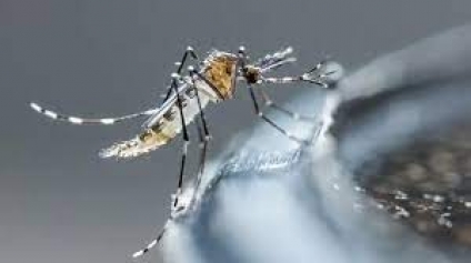 Detectan dos casos de dengue importado en San Luis, los primeros de la temporada 2023-2024
