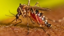 Sorprendente Revelación del Conicet: Mosquitos del Dengue "Respiran" bajo el agua