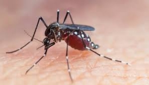 Concejales del PJ instan a declarar emergencia sanitaria por Dengue en San Luis